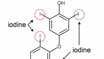 thyroxine
