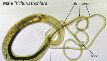 whipworm
