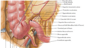 Cecum anatomy