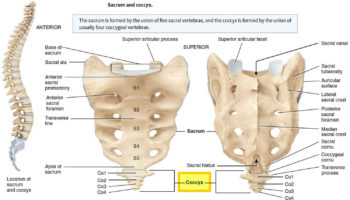 Soft palate anatomy, soft palate function and soft palate cancer