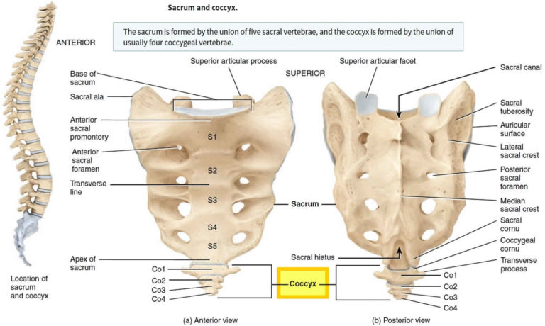 Coccyx bone anatomy, tailbone pain, fractured tailbone & treatment