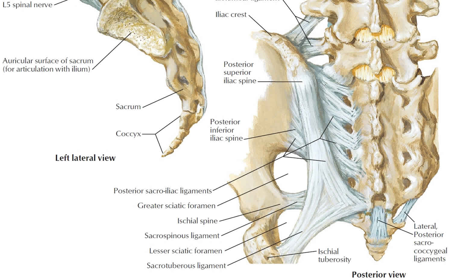 Coccyx bone anatomy, tailbone pain, fractured tailbone & treatment