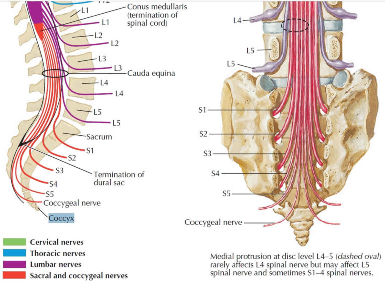 Coccyx Bone Anatomy Tailbone Pain Fractured Tailbone And Treatment