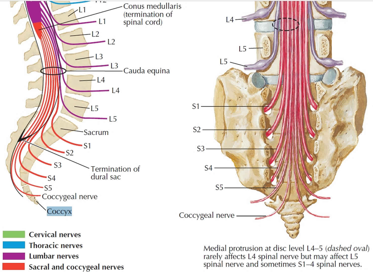 Coccyx Bone Anatomy Tailbone Pain Fractured Tailbone Treatment