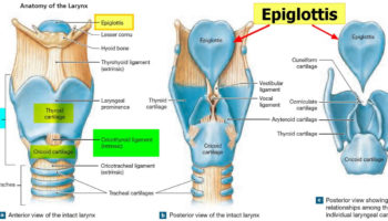Epiglottis anatomy