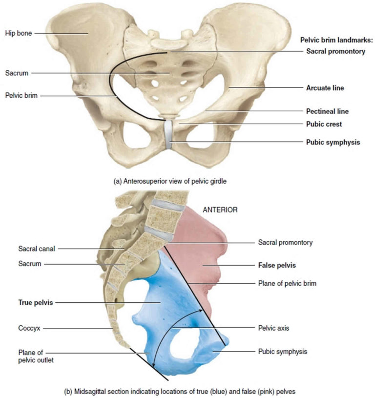 Coccyx bone anatomy, tailbone pain, fractured tailbone & treatment