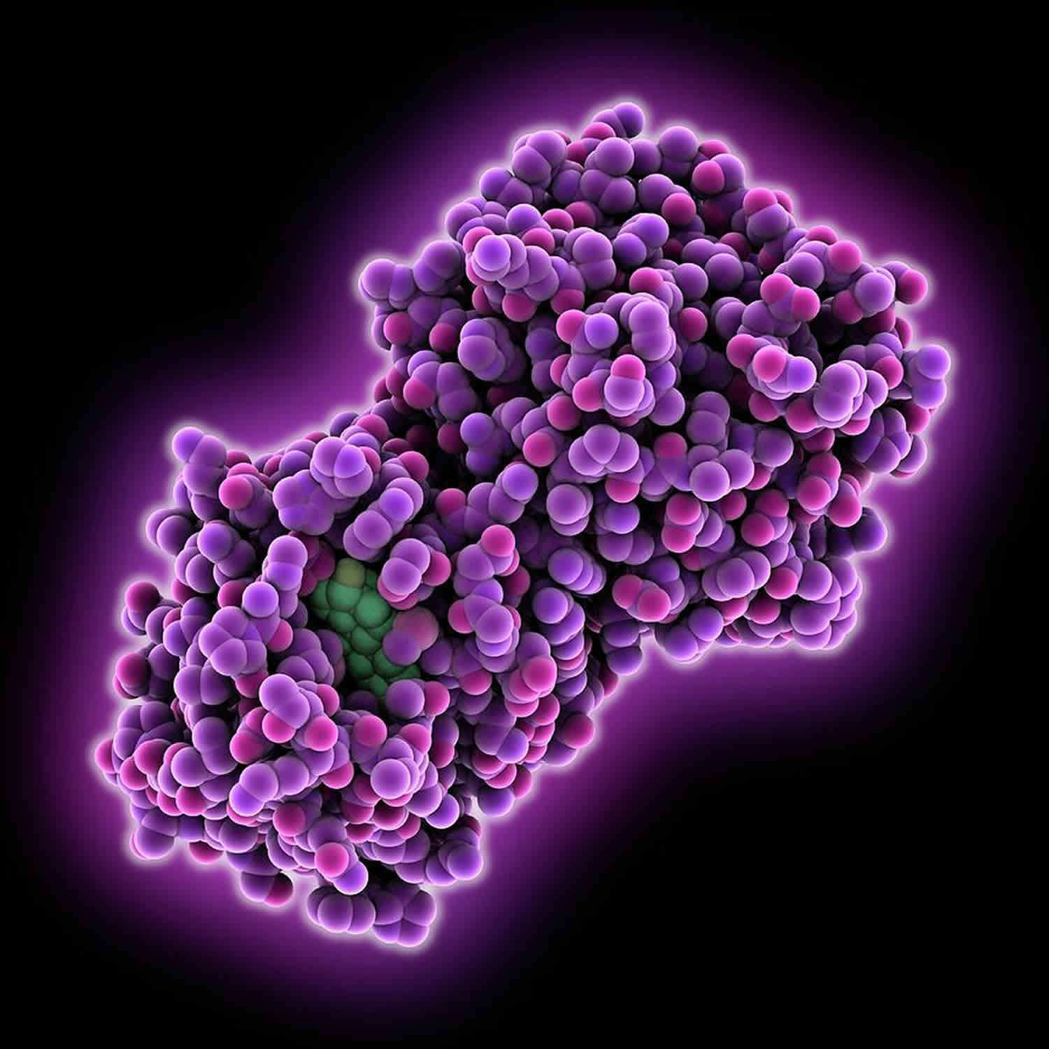 Low Globulin Levels And High Albumin Globulin Ratio