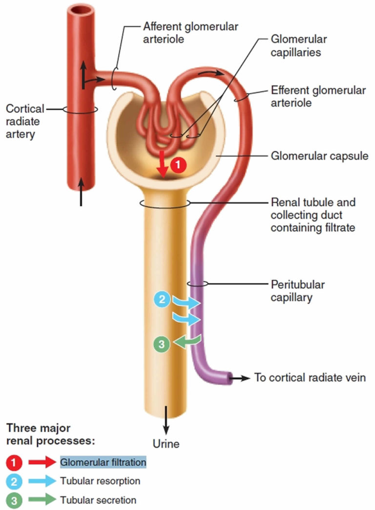 Glomerular filtration location, glomerular filtration rate range and