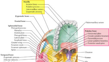 Hard palate anatomy
