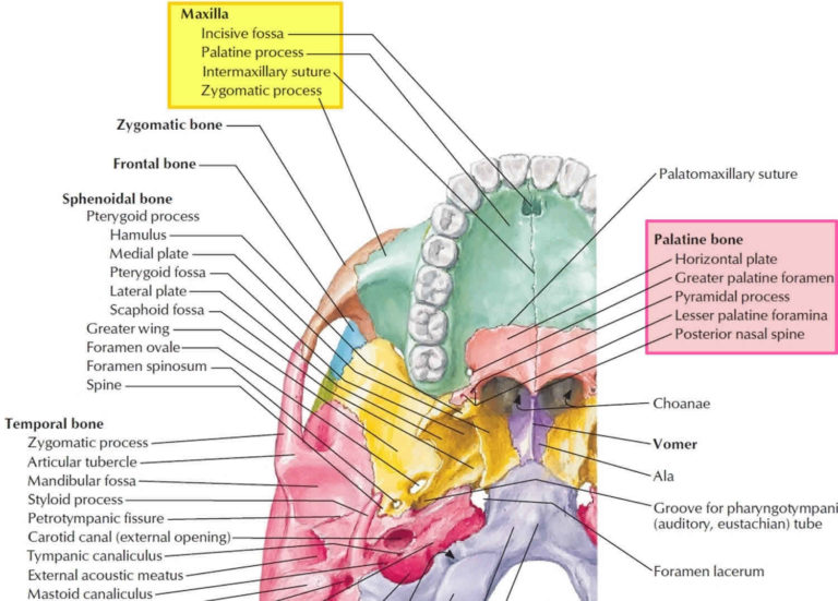 Hard palate anatomy, hard palate function, hard palate cancer & bump