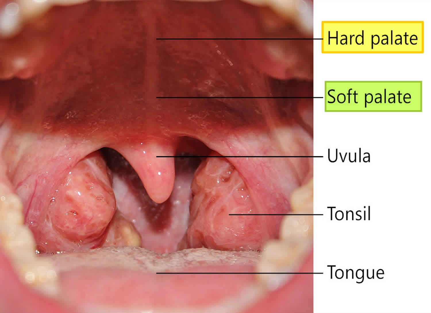 What Bones Make Up The Hard Palate Quizlet