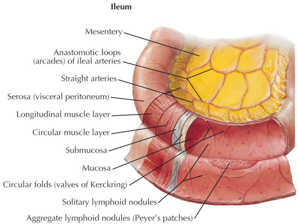 ileum-terminal-ileum-location-ileum-function-ileum-anatomy