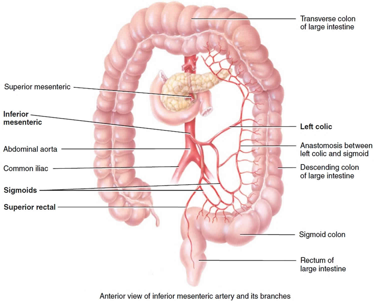 mesenteric-artery-anatomy-function-branches-mesenteric-artery-ischemia