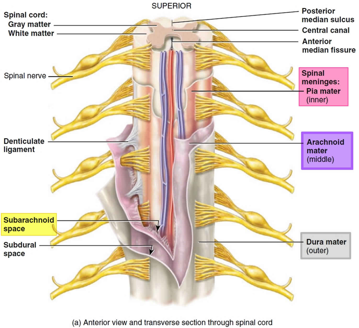 spinal-cord