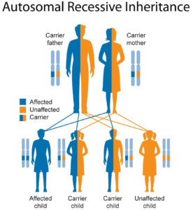 Leukodystrophy symptoms, types, prognosis and leukodystrophy treatment