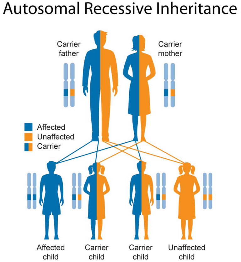 Leukodystrophy symptoms, types, prognosis and leukodystrophy treatment