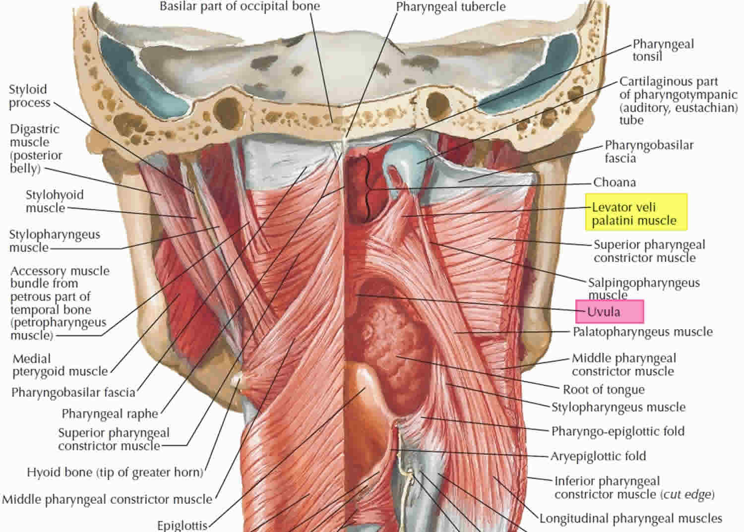 Hard Palate Vs Soft Palate Color