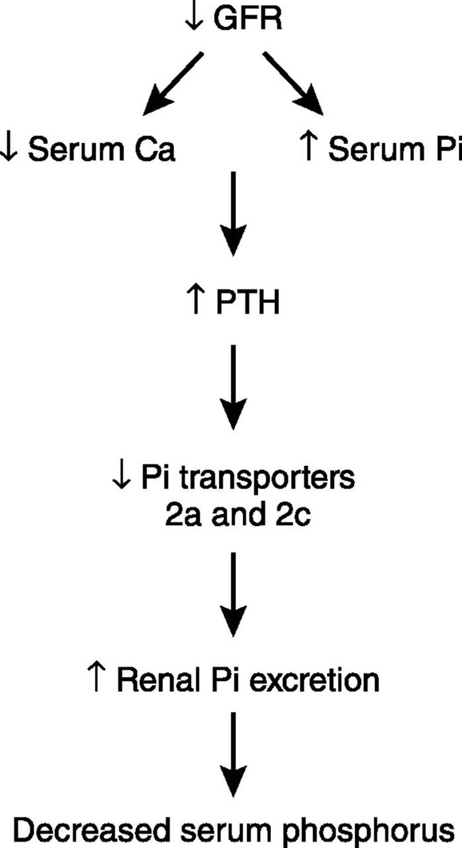 Parathyroid hormone controling phosphate homeostasis