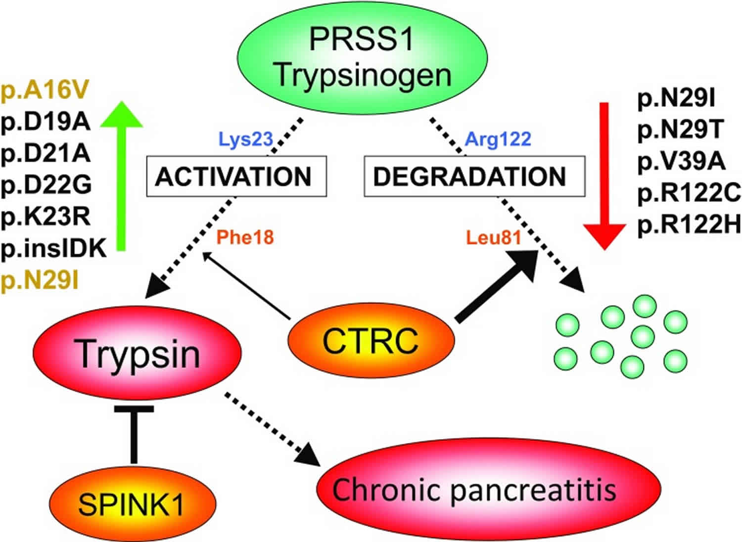 amino-acid-metabolism-digestion-absorption