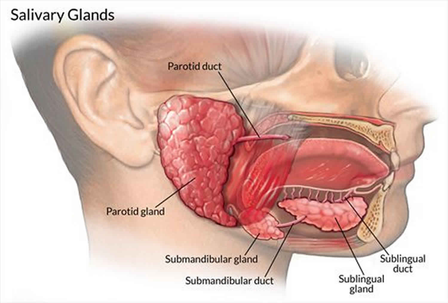 Dry Mouth Or Xerostomia Causes Symptoms And Dry Mouth Home Remedies