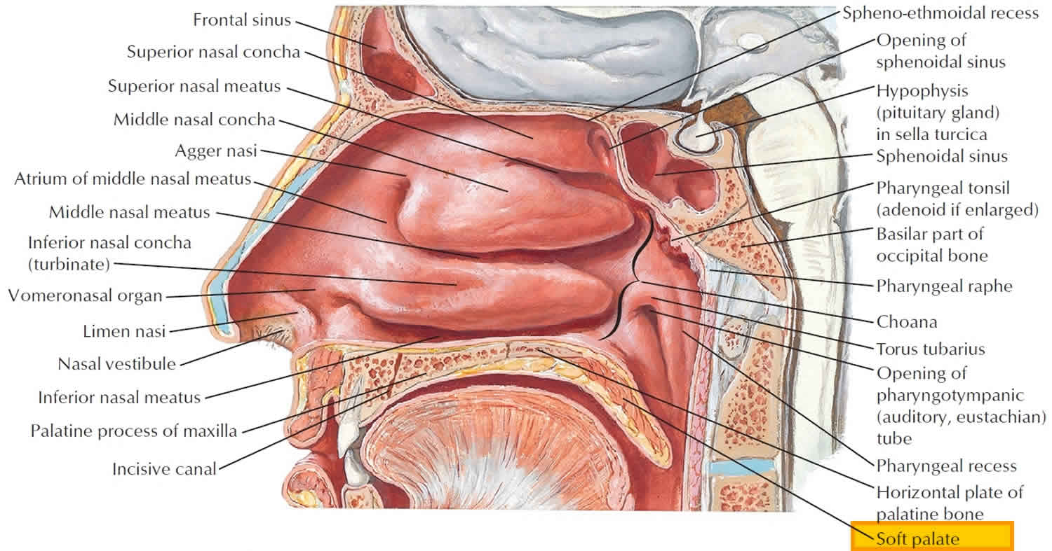 soft-palate-function-definition-anatomy-human-anatomy-kenhub