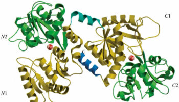 lactoferrin