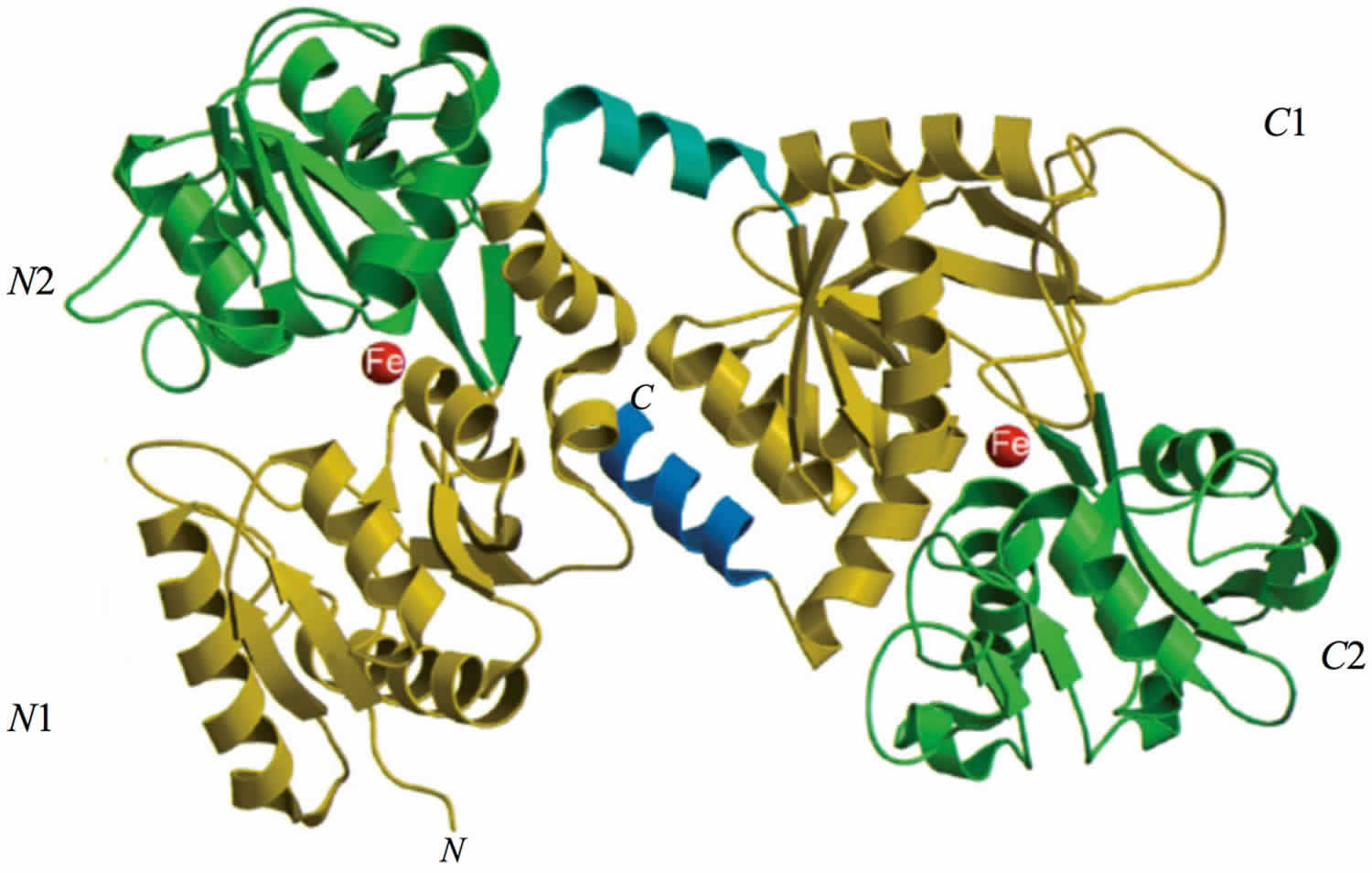 Structure of lactoferrin