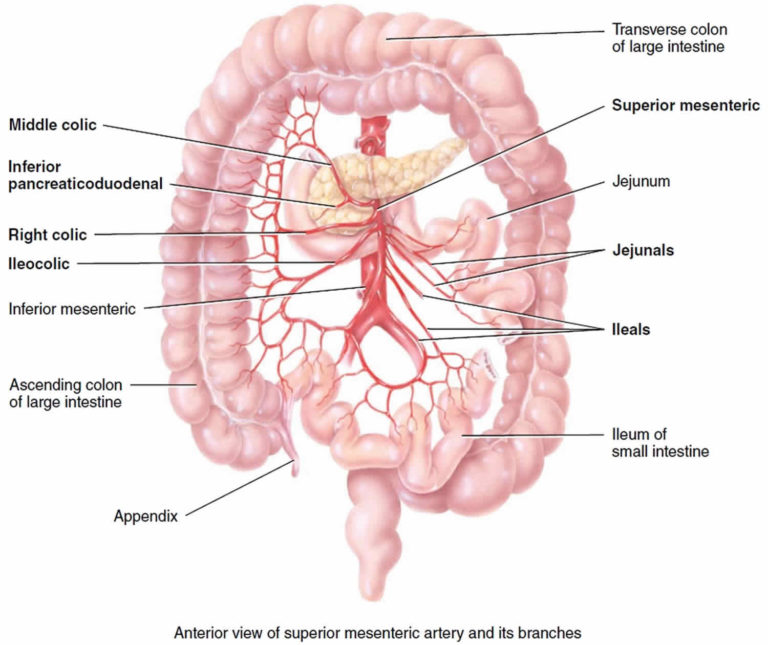 Mesenteric artery anatomy, function, branches & mesenteric artery ischemia