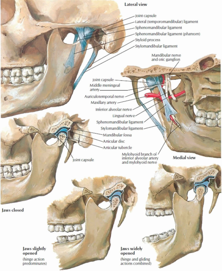 Mandible jaw bone anatomy, parts, function & mandible dislocation