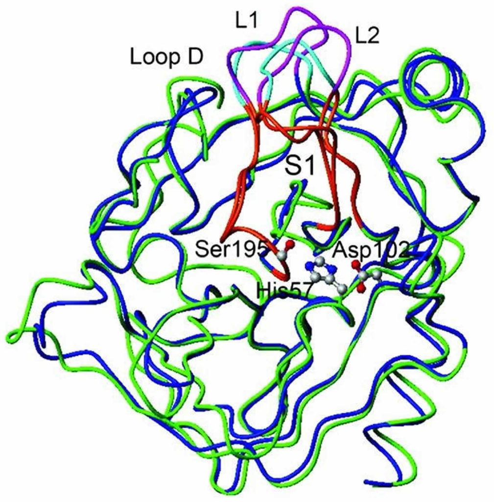 Function Of Trypsin In Digestion