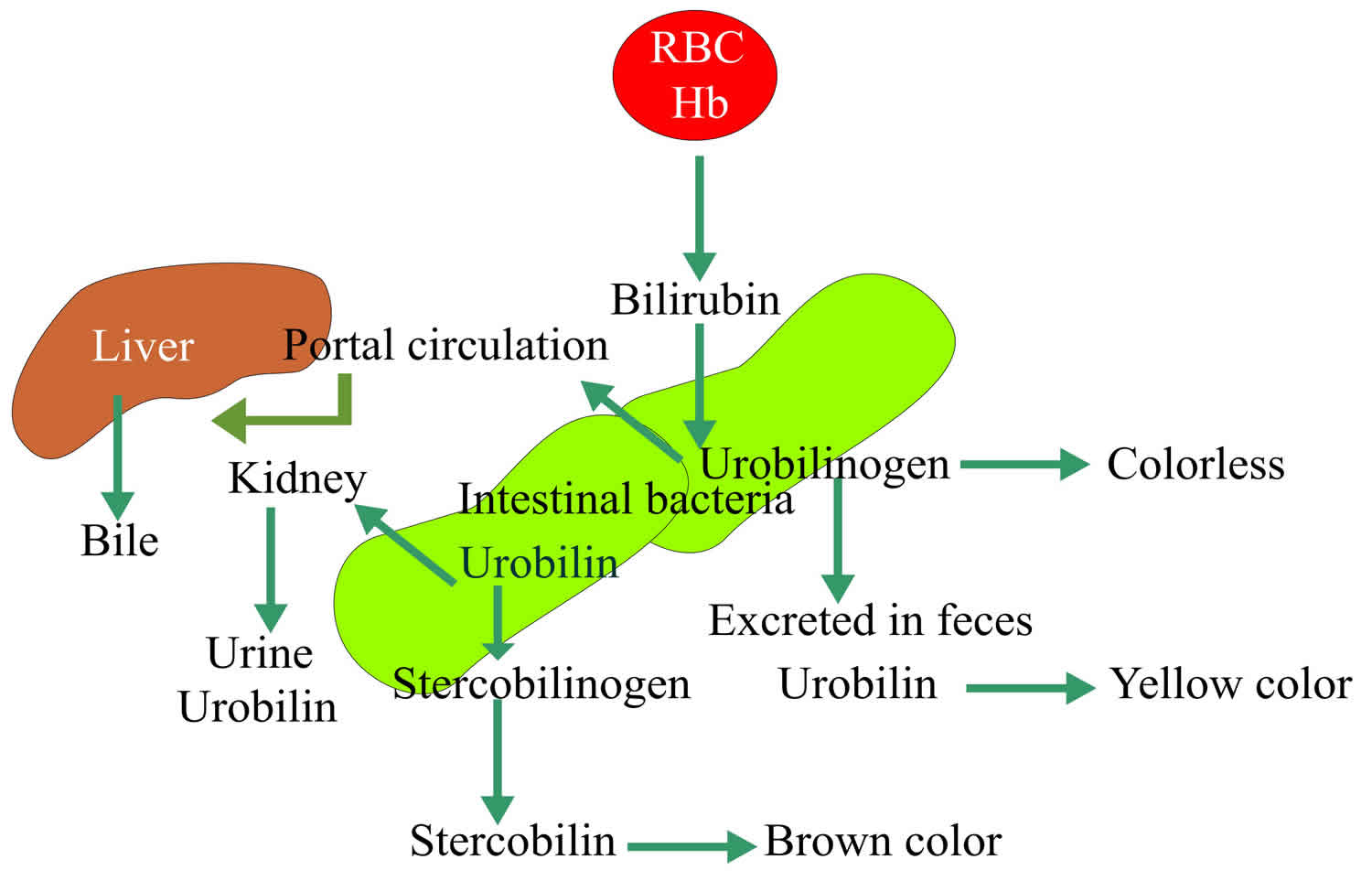 Urobilinogen in urine what causes positive or high urobilinogen levels