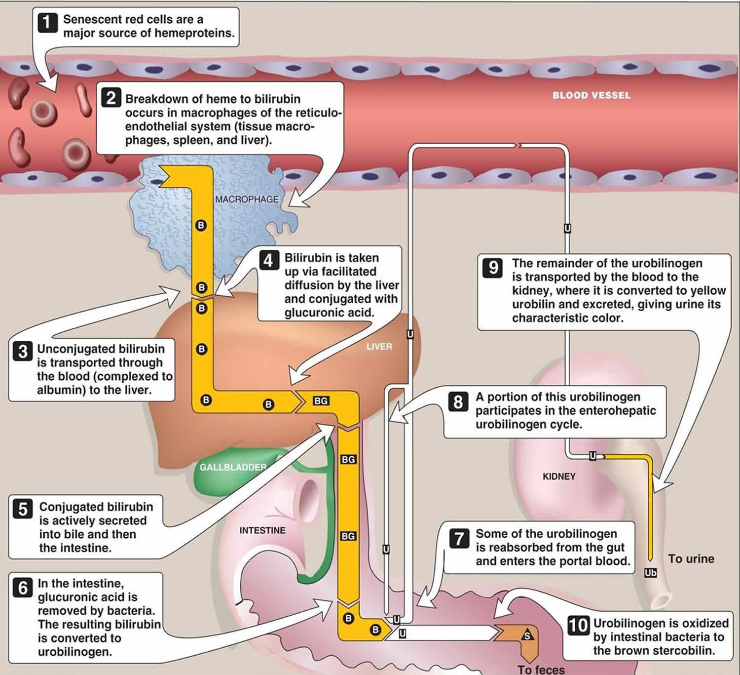 can unconjugated bilirubin be excreted in urine