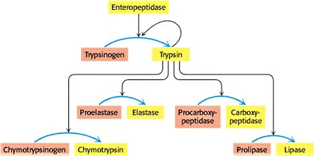 where-is-trypsin-located