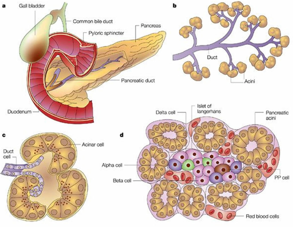 largest-gland-in-human-body-is-biology-questions