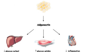 adiponectin