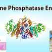 alkaline phosphatase