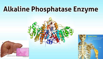 alkaline phosphatase