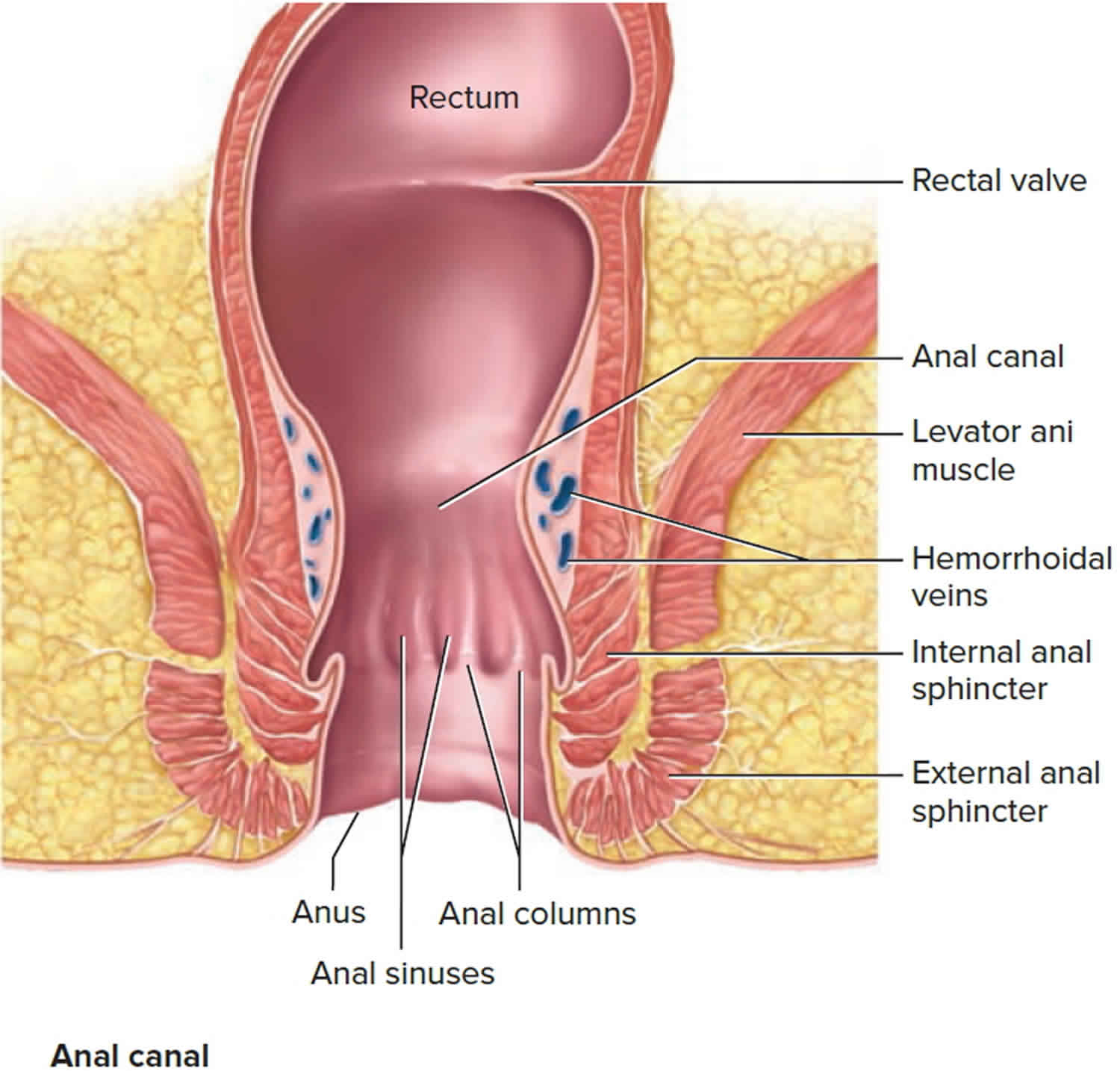 Anus anatomy