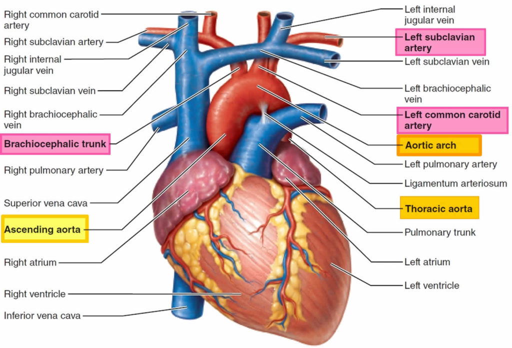 Aorta anatomy, function, branches, location & aorta problems