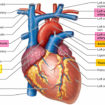 aorta