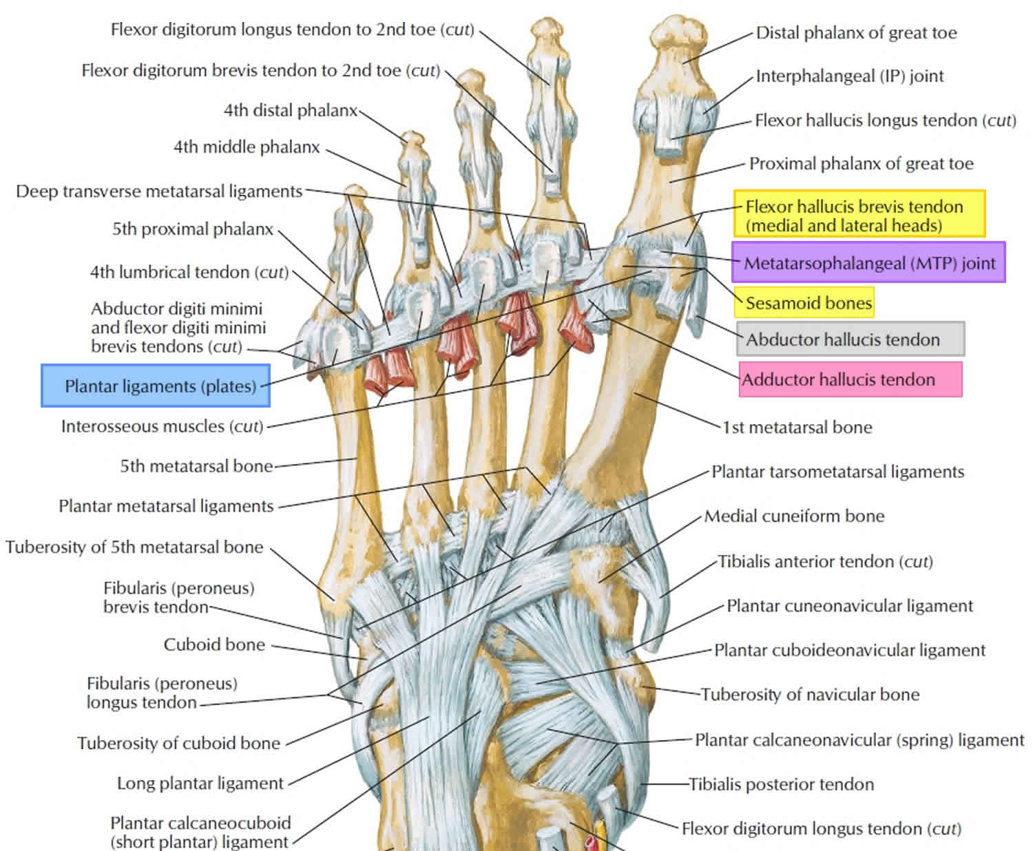 Toe Ligament Anatomy