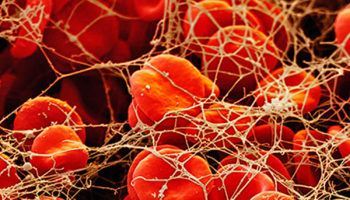 blood coagulation