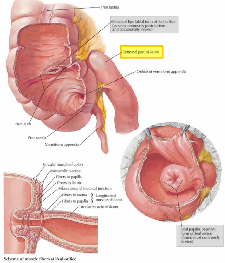 Cecum Anatomy Cecum Location Cecum Function Cancer And Inflammation 7030