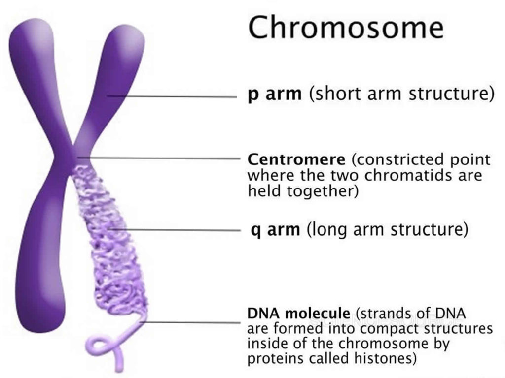 Karyotype; karyotype test & analysis; normal karyotype & abnormal karyotype