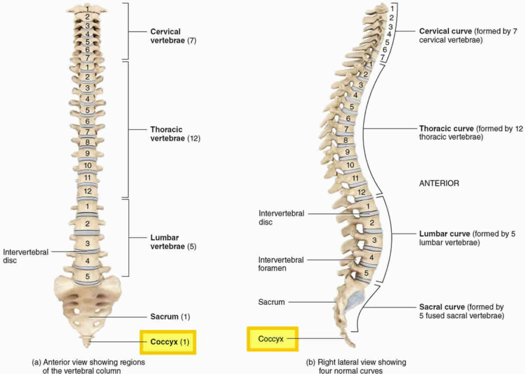 Coccyx bone anatomy, tailbone pain, fractured tailbone & treatment