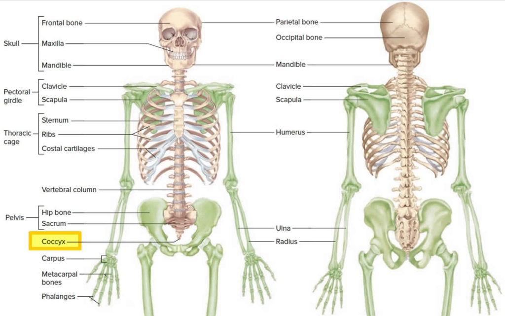 Coccyx Bone Anatomy Tailbone Pain Fractured Tailbone And Treatment