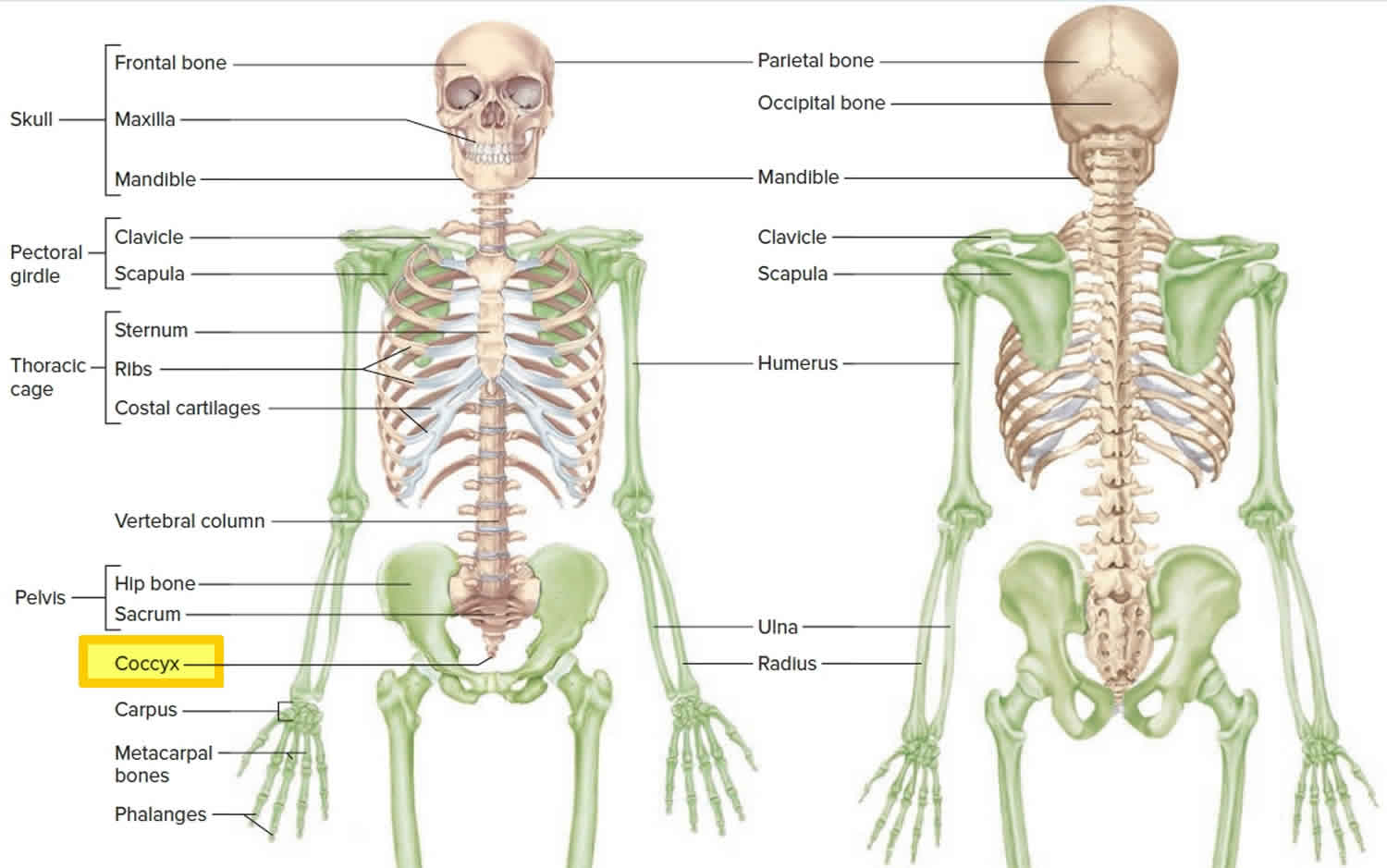 Coccyx bone anatomy, tailbone pain, fractured tailbone & treatment