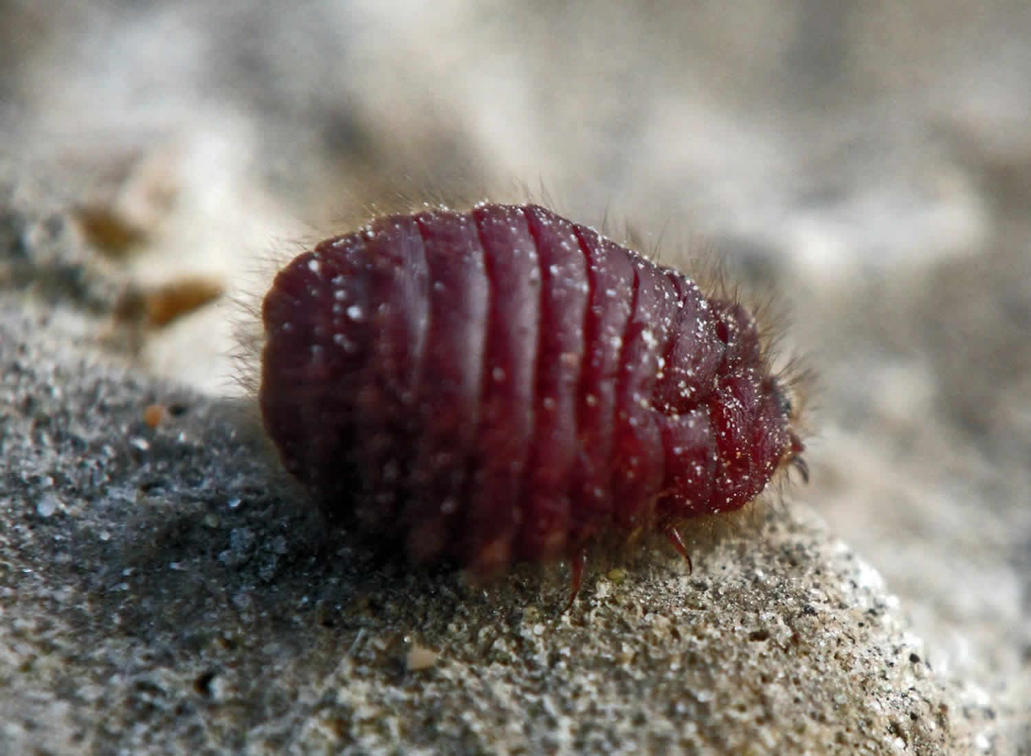 Cochineal beetle
