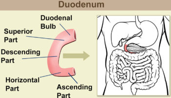 duodenum