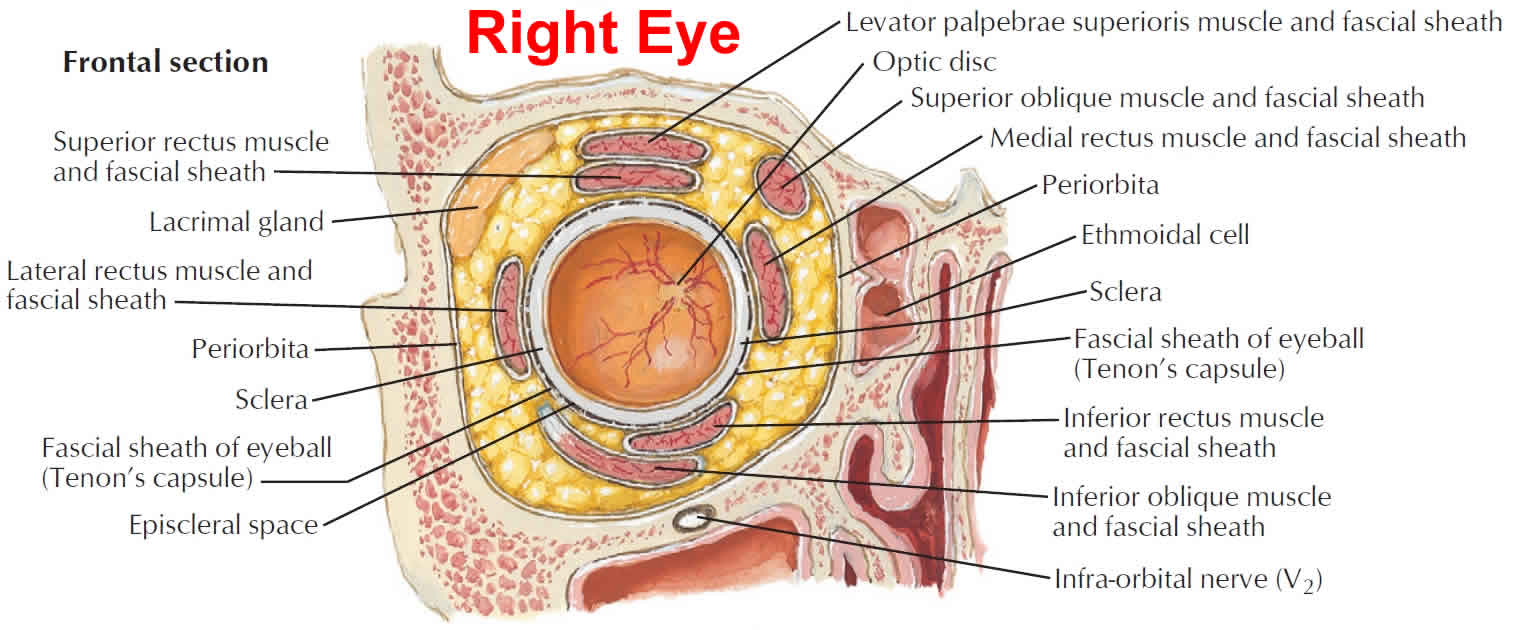 periorbital-cellulitis-orbital-cellulitis-causes-symptoms-diagnosis